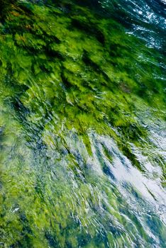 Green algae in fast flowing river