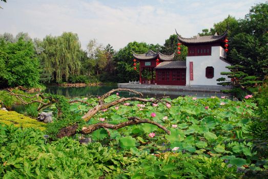 Chinese garden with a pond fill with lotus flowers