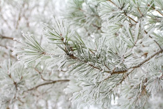 close-up branch of pine, covered with hoar-frost