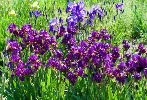 close-up violet irises on field