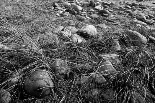 Black and white picture of straws and rocks