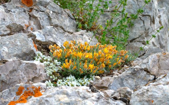 yellow flowers growing in stones