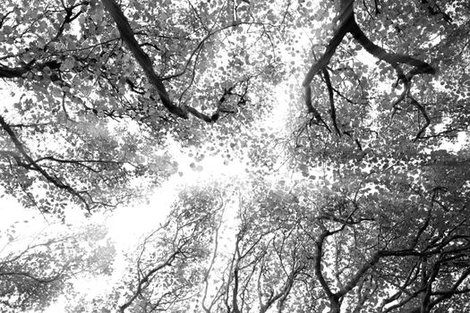 Black and white picture of trees against white sky