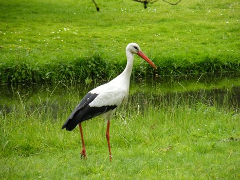 stork in the grass near Amsterdam