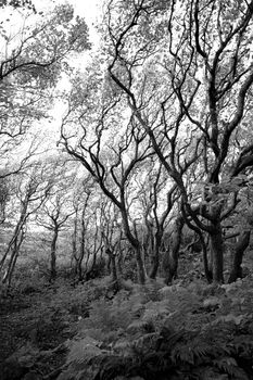 Black and white picture of trees against white sky