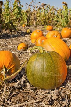 Pumpkin Patch in Oregon Farm