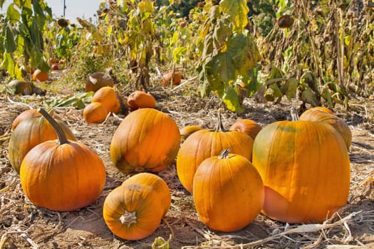 Pumpkin Patch in Farm Field in Oregon