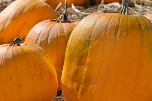 Pumpkin Patch in Farm Field in Oregon Closeup