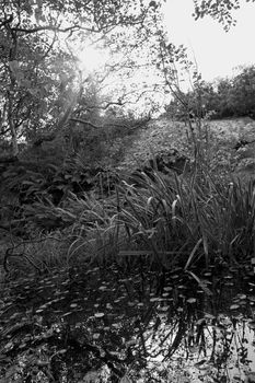 Black and white picture of straws and rocks