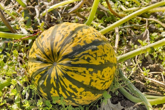 Variegated Pumpkin Squash in Farm Field