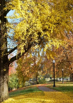 Autumn Park path with yellow fallen leaves on a curved walkway with old city lights