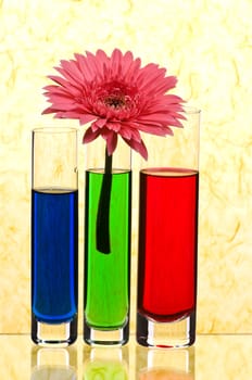 Vases with multi-coloured water on yellow background