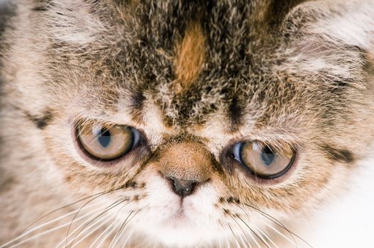 Striped fluffy kitten shooting closeup