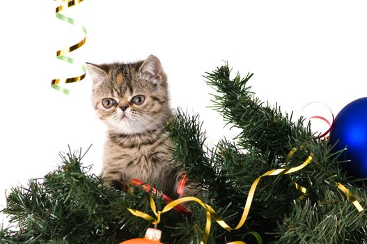 Striped fluffy kitten on a branch christmas tree