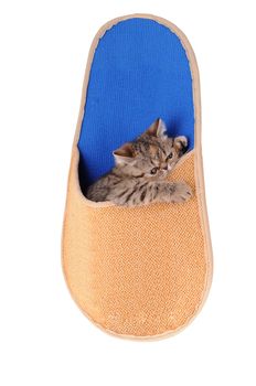 Striped fluffy kitten in a slipper isolated on white background