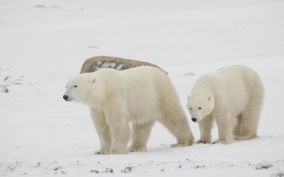 Two polar bears. Two polar bears go on snow-covered tundra one after another.It is snowing.