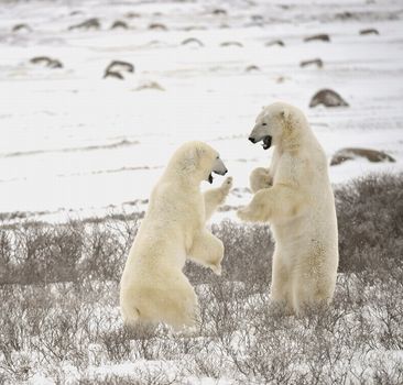 Fight of polar bears. Two polar bears fight. Snow-covered tundra with undersized vegetation.