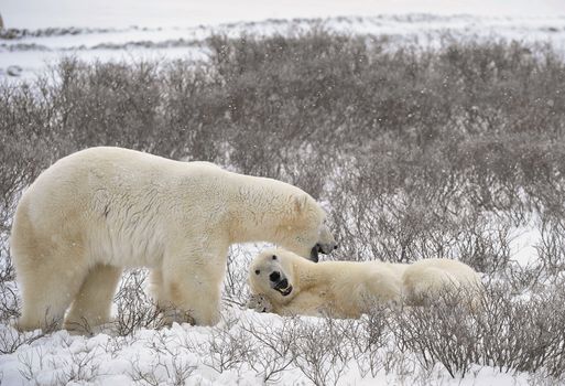  Two polar bears have met and sniff each other. Tundra in snow, blizzard.