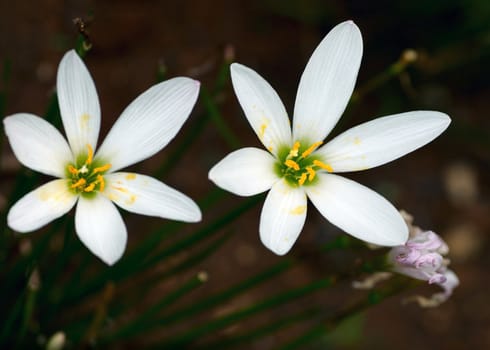 Macro shot of a two rain lilies