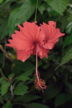 Fully bloomed japanese hibiscus ona  green natural background