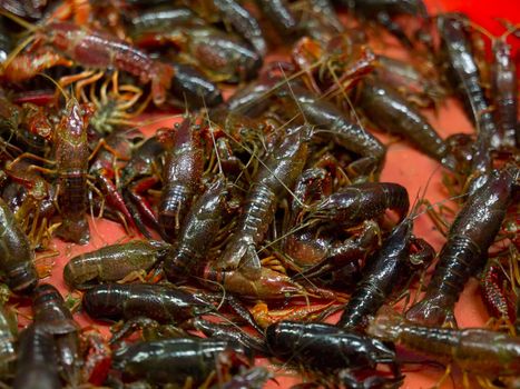 baby crayfish on sale in market