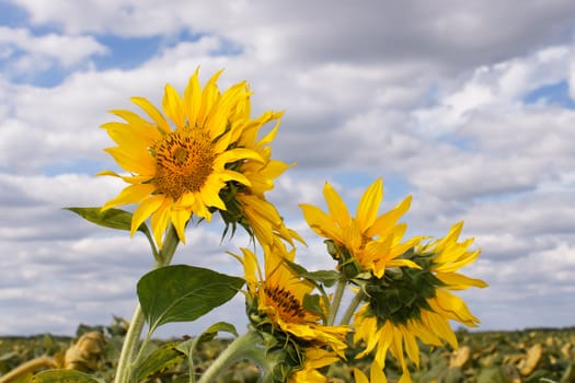 Sunflower heads over the sunflower field against a background cloudy sky