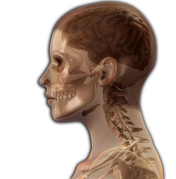 X Ray image of the inside of a womens head.