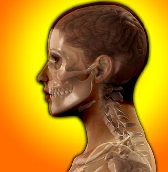 X Ray image of the inside of a womens head.