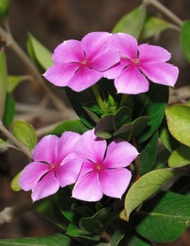 Two pairs of periwinkle flower against a natural back ground

