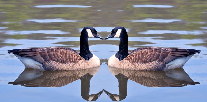 Two canadian geese forming an heart shape