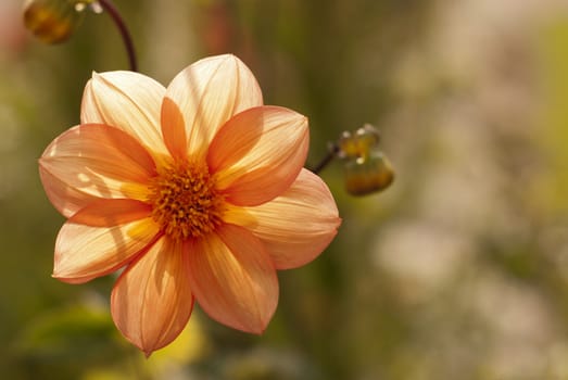 Dahlia under the sun, green background