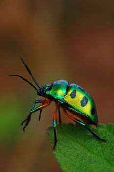 Jewel bug commonly found in the tropical continents