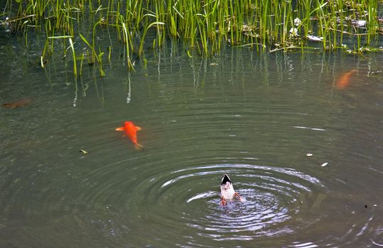 A pond with an upside down duck and two fish. The duck has his head in the water and his butt in the air. 