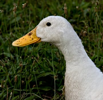 Portrait of a dirty white duck against a green outdoor background