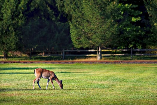 A deer grazing in a grass field