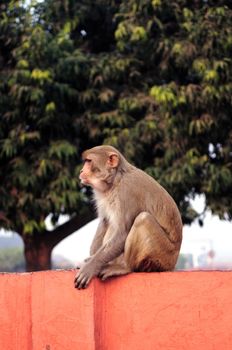 A scared monkey sitting on the wall ready to jump