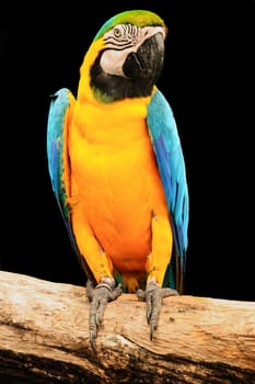A beautiful macaw eagerly looking at the camera