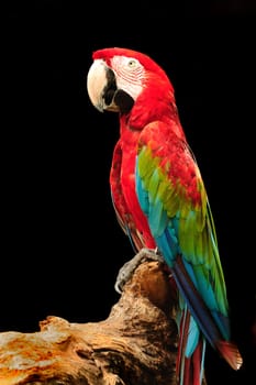 A beautiful macaw eagerly looking at the camera