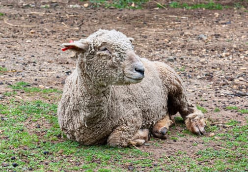 A sheep lying on the ground on a farm.