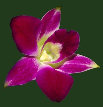 A beautiful pink orchid isolated against a green natural background