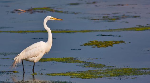 A great white egret standing in water in a marsh. This photo is in panoramic format.