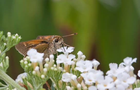 A Silver-Spotted Skipper Butterfly Sucking Nectar from a flower in a garden. The butterfly tongue is clearly seen inserted into the flower.