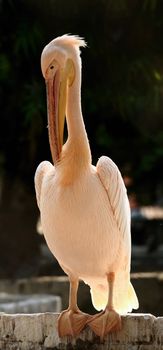 Beautiful large Pelican being backlit by the sun