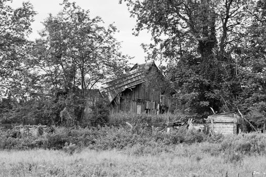 An old, ruined wooden barn surrounded by trees and weeds