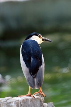 A cautious night heron sitting calmly at a local zoo