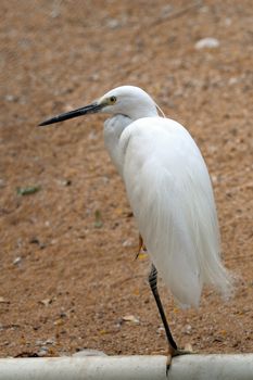 A beautiful cattle egret standing on one leg