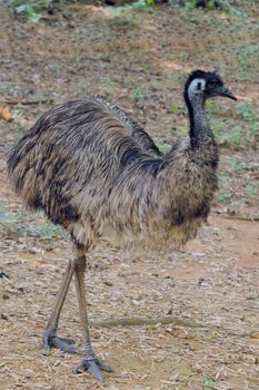 Ostritch walking at a local zoo
