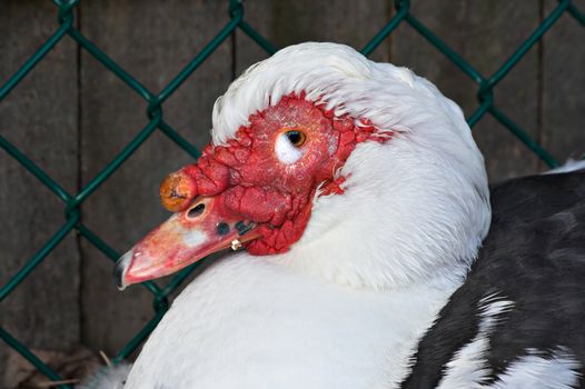 A muscovy duck sitting in front of a fence