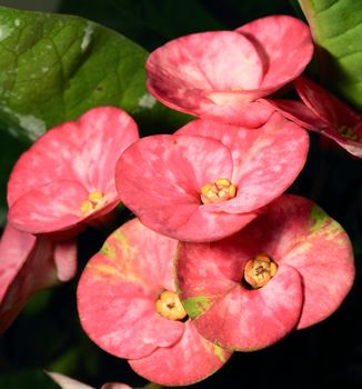 macro shot of "crown of thorns" young plant