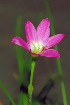 A close up picture of a purple flower